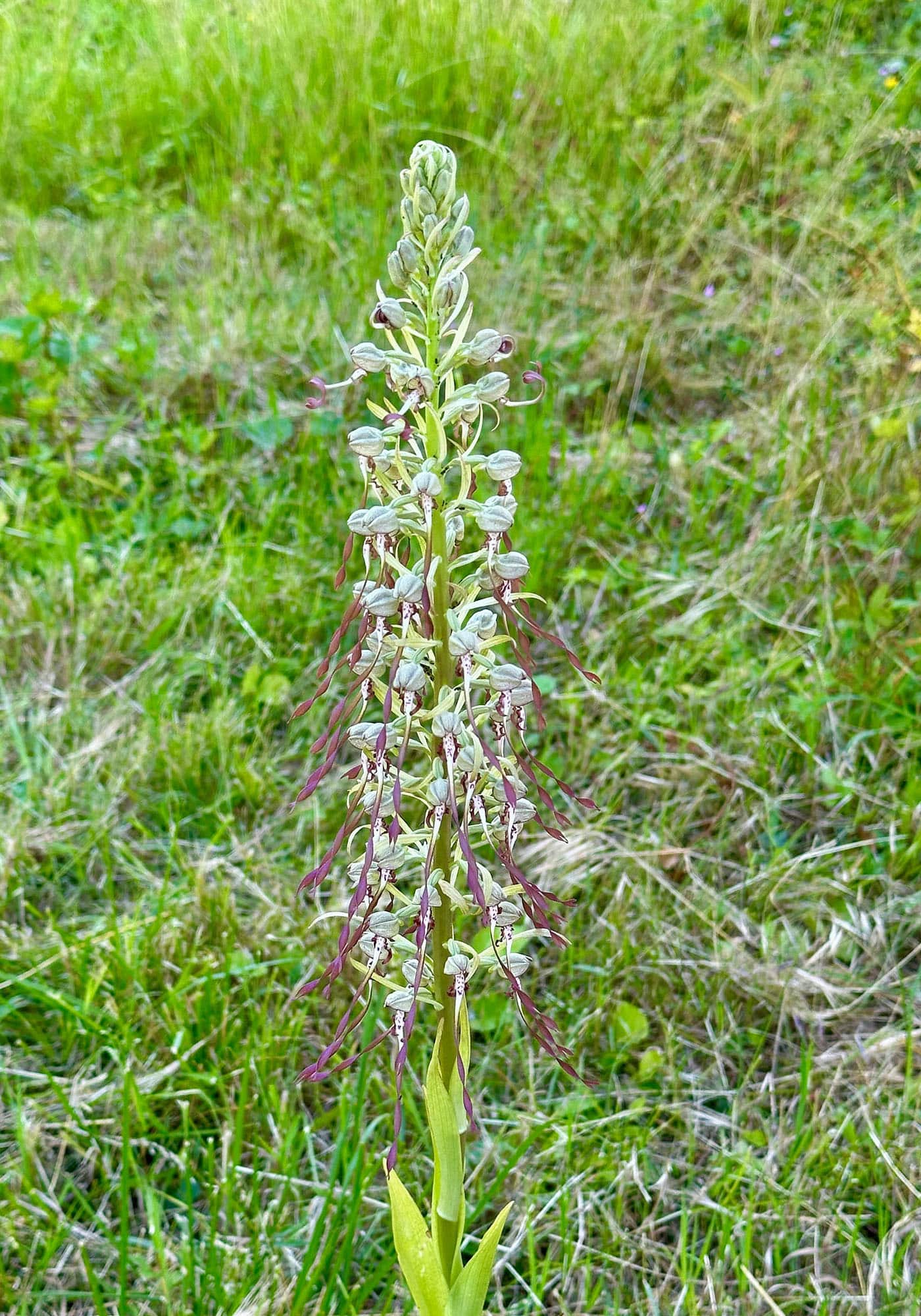 La Tuilière Naturalism Refuge > Biodiversity > Image 1