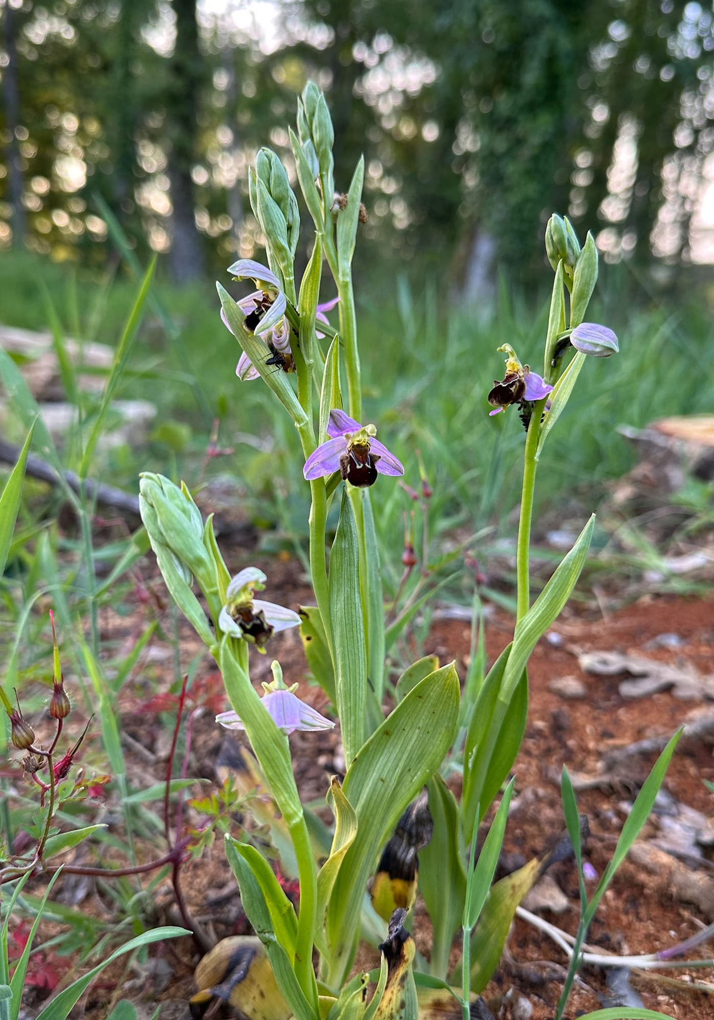 La Tuilière Naturalism Refuge > Biodiversity > Image 2