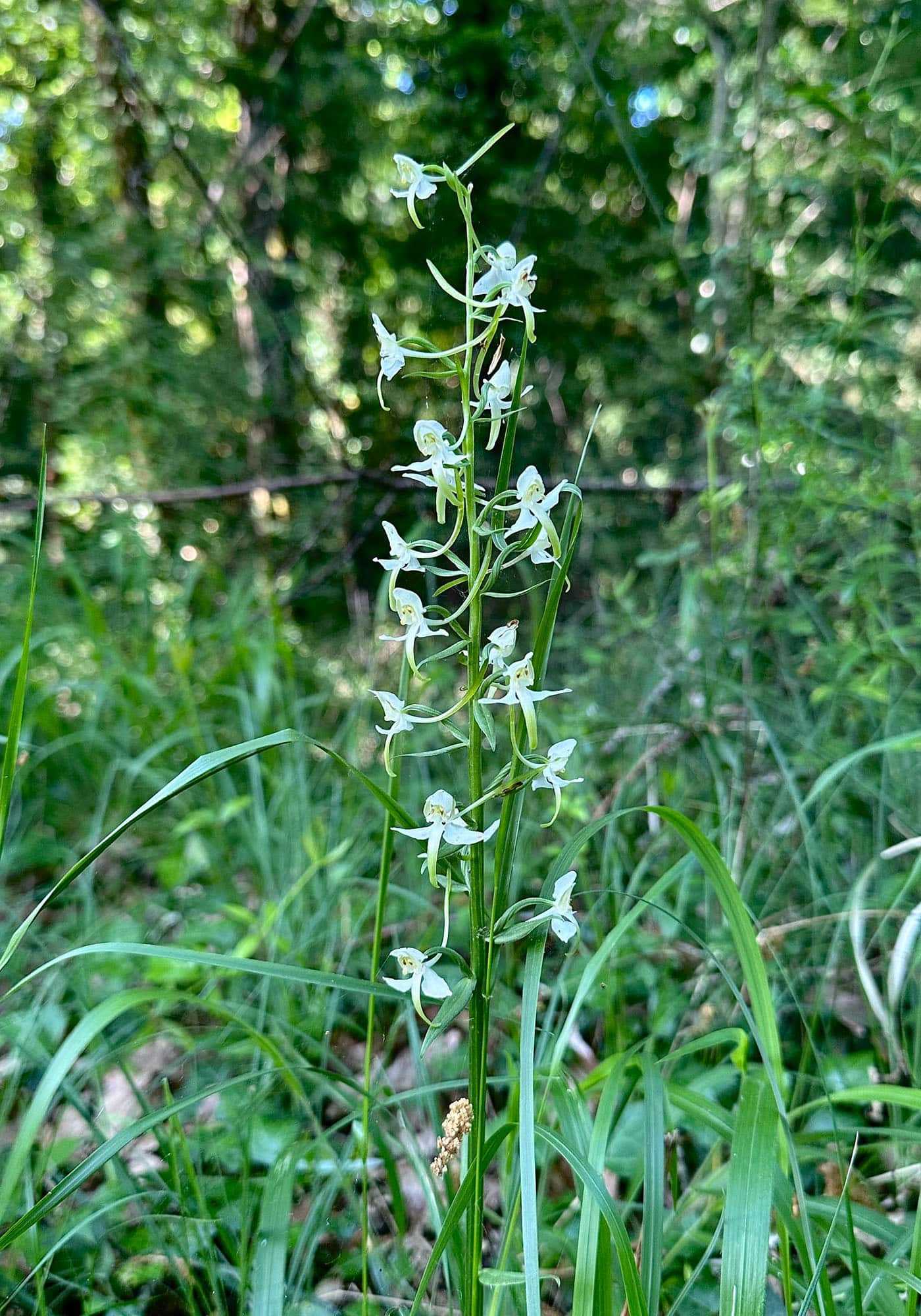 La Tuilière Naturalism Refuge > Biodiversity > Image 3
